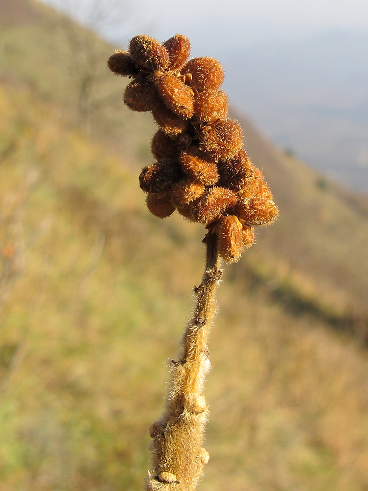 Image of Rhus coriaria specimen.