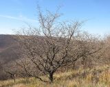 Crataegus pentagyna. Покоящееся плодоносящее дерево. Краснодарский край, Новороссийский р-н, гора Рябкова. 09.11.2013.