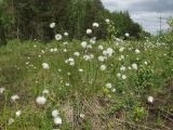 Eriophorum vaginatum. Плодоносящие растения. Тверская обл., Кимрский р-н, Подберезовское лесничество. 01.06.2008.