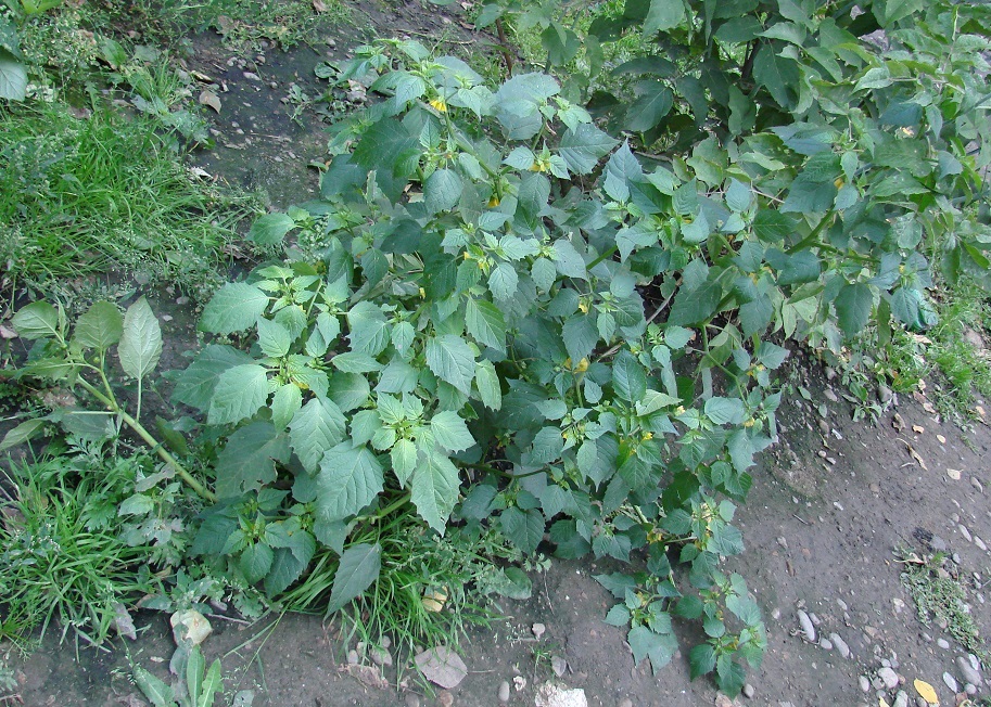 Изображение особи Physalis ixocarpa.