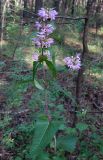 Phlomoides tuberosa