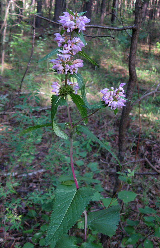 Image of Phlomoides tuberosa specimen.