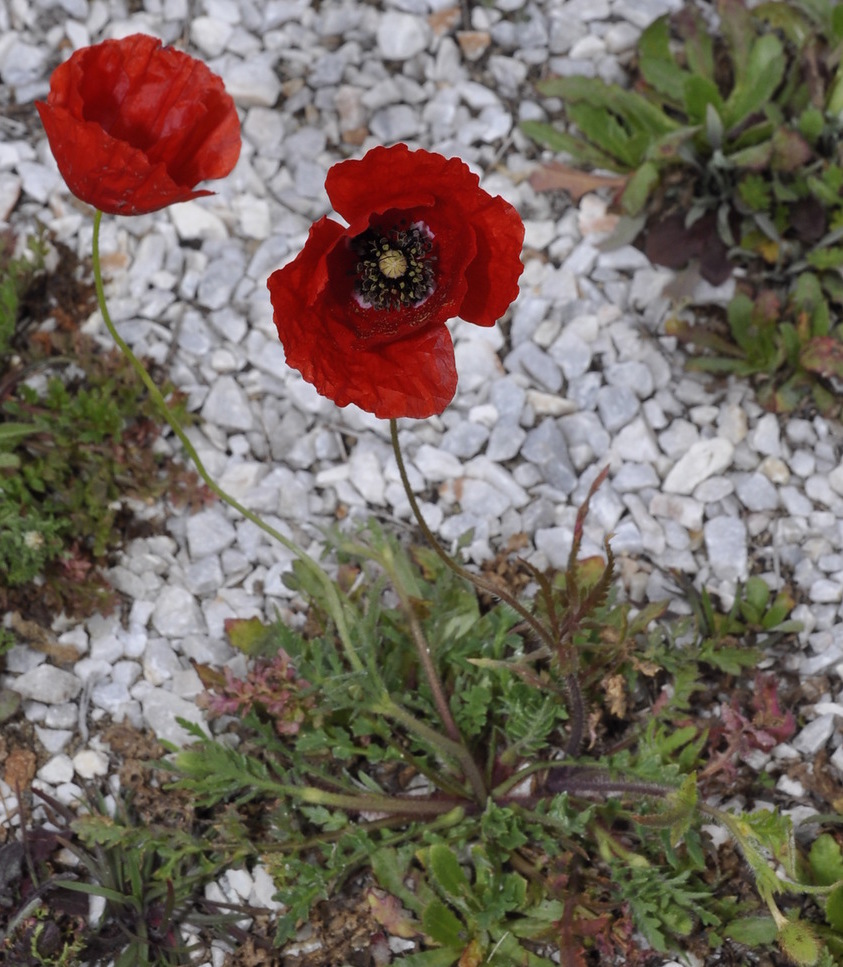 Изображение особи род Papaver.