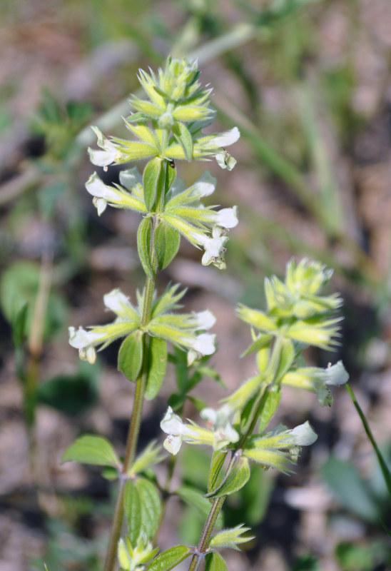 Image of Stachys pubescens specimen.