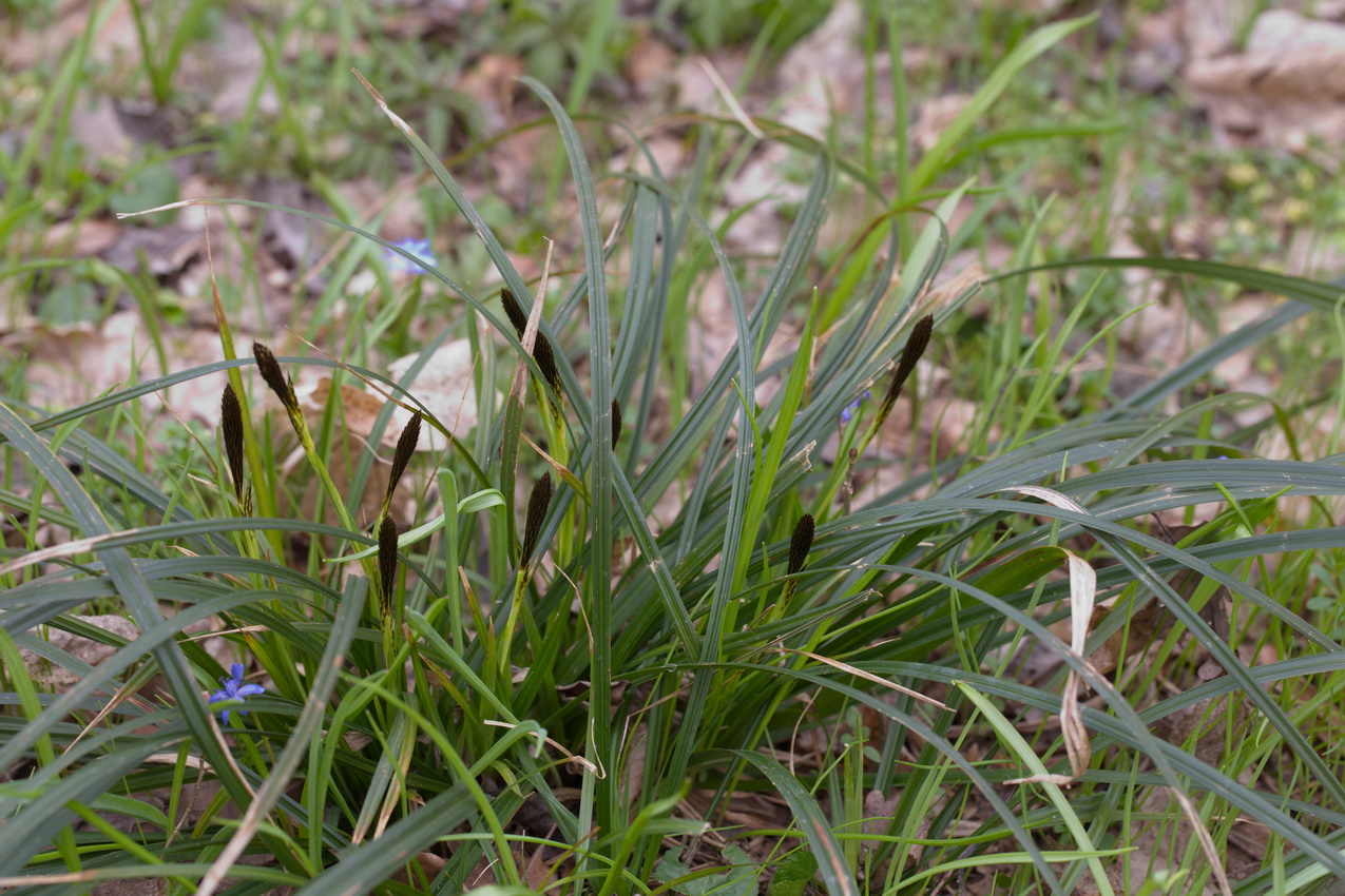 Изображение особи Carex brevicollis.