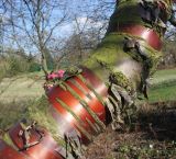 Prunus serrula. Средняя часть скелетной ветви. Германия, г. Дюссельдорф, Ботанический сад университета. 02.03.2014.