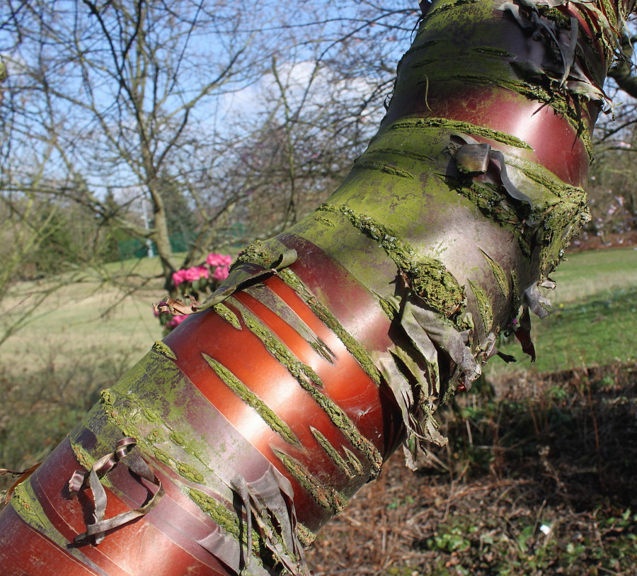 Изображение особи Prunus serrula.