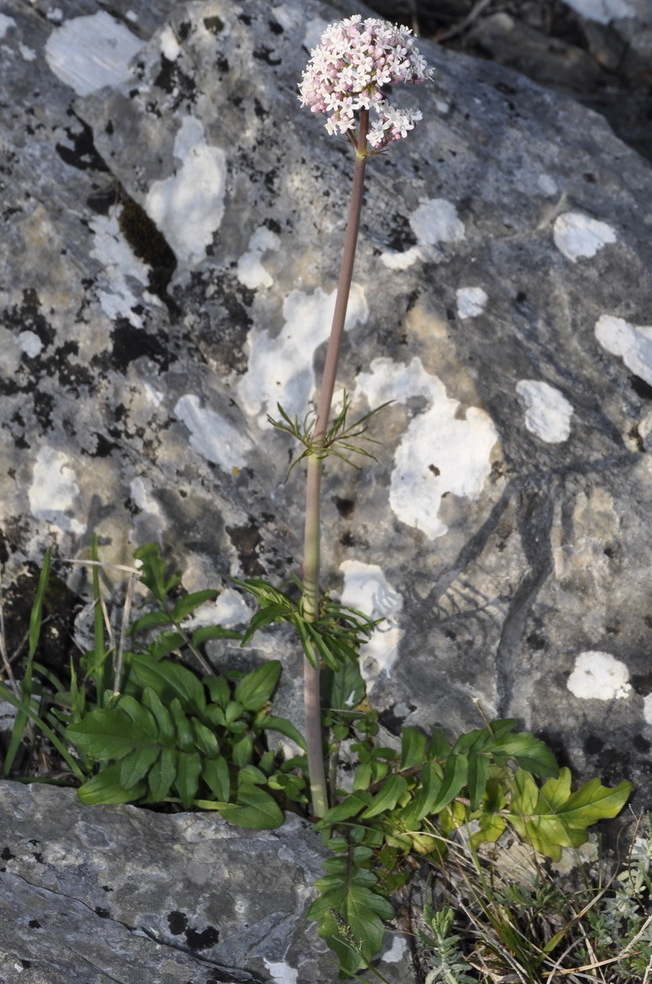 Изображение особи Valeriana dioscoridis.