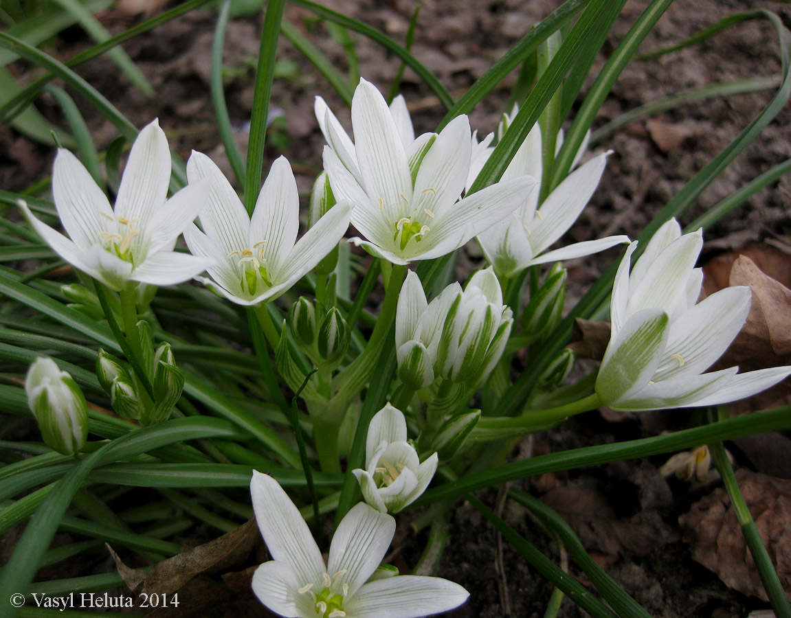 Изображение особи Ornithogalum refractum.