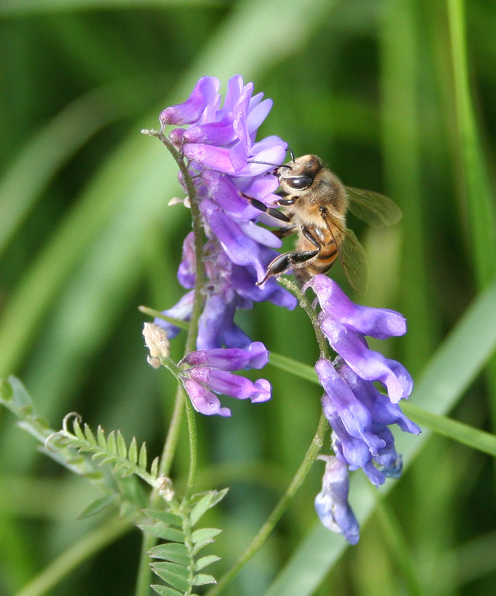 Изображение особи Vicia cracca.