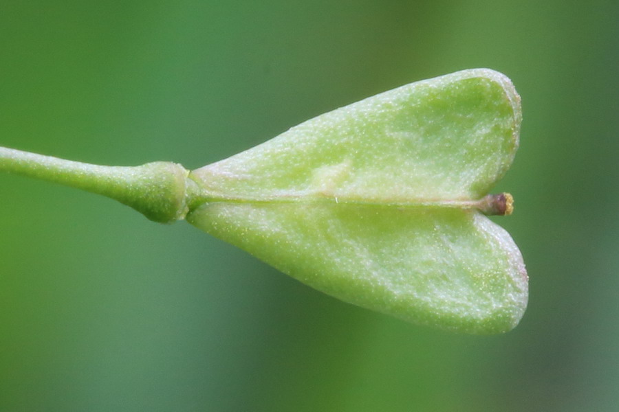 Крестоцветные стручочек. Стручочек пастушьей сумки. Capsella Bursa-pastoris плод. Плод стручочек пастушья сумка.