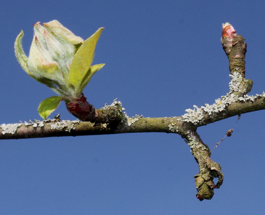 Изображение особи Malus sieversii.