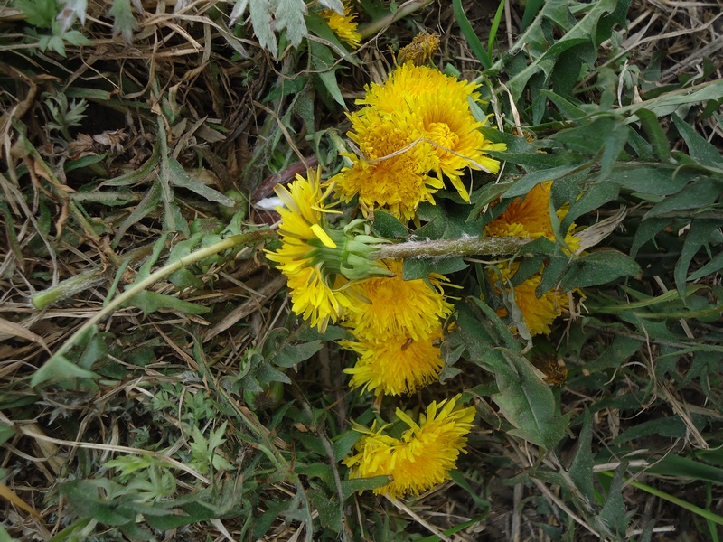 Изображение особи род Taraxacum.