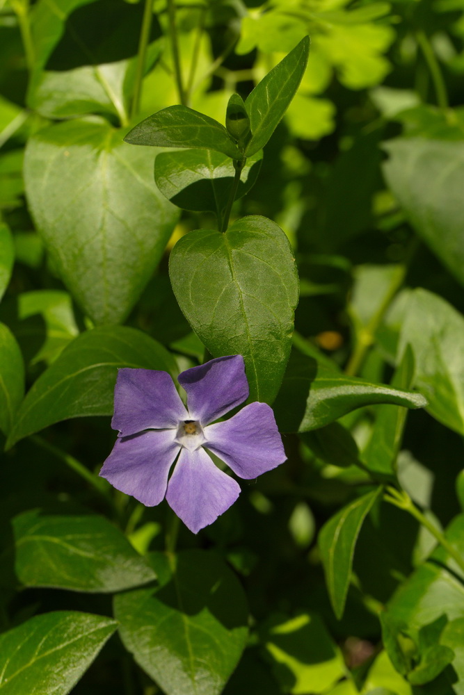 Image of Vinca major specimen.