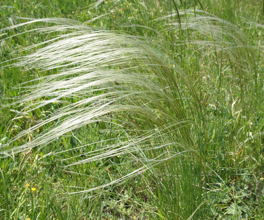 Изображение особи род Stipa.
