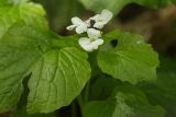 Pachyphragma macrophyllum. Верхушка цветущего растения. Ставропольский край, Бештаугорский заказник. 04.05.2014.