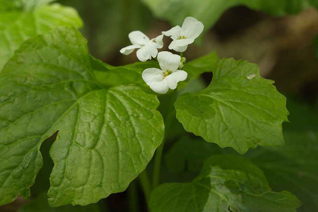 Изображение особи Pachyphragma macrophyllum.