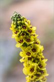 Verbascum nigrum. Верхняя часть соцветия. Ленинградская обл., Волосовский р-н, окр. дер. Малый Сабск, обрывистый песчаный берег р. Луга. 29.06.2014.