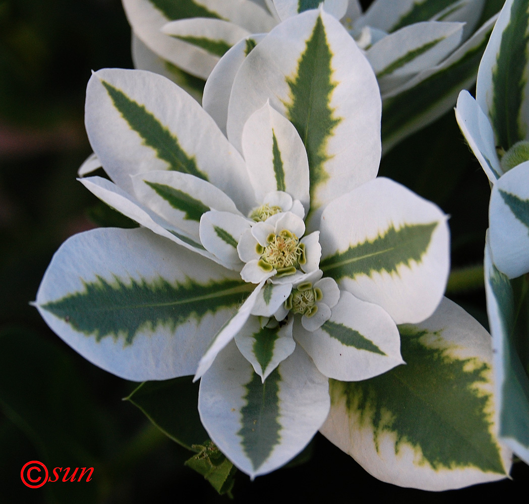 Image of Euphorbia marginata specimen.