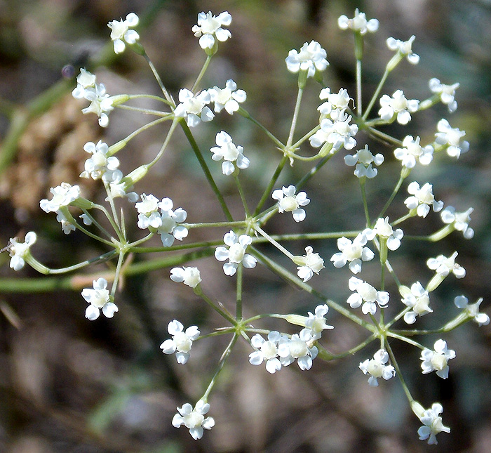 Image of Falcaria vulgaris specimen.