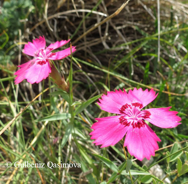 Изображение особи Dianthus caucaseus.