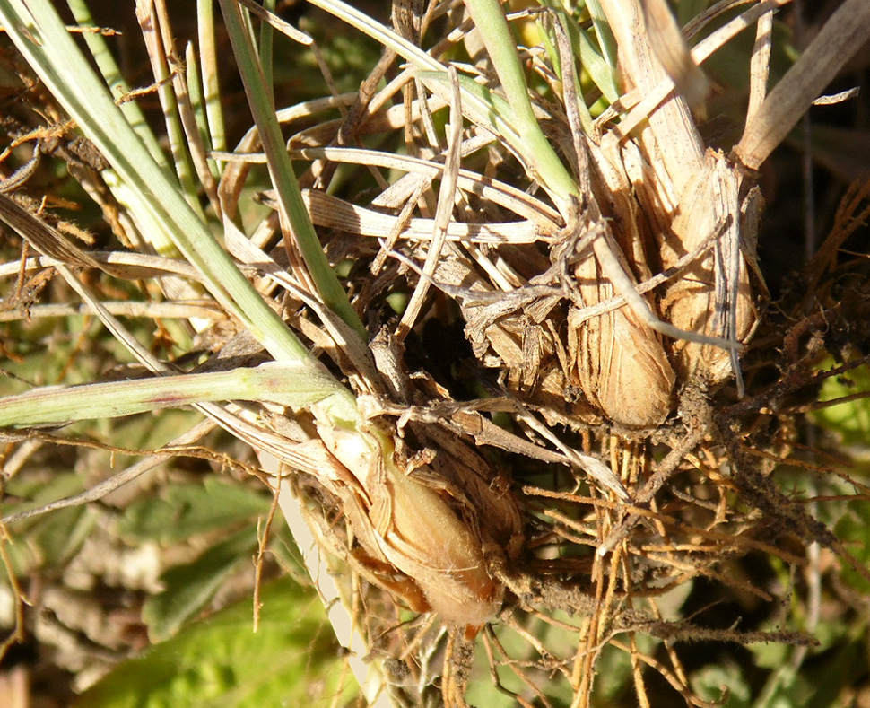 Image of genus Koeleria specimen.