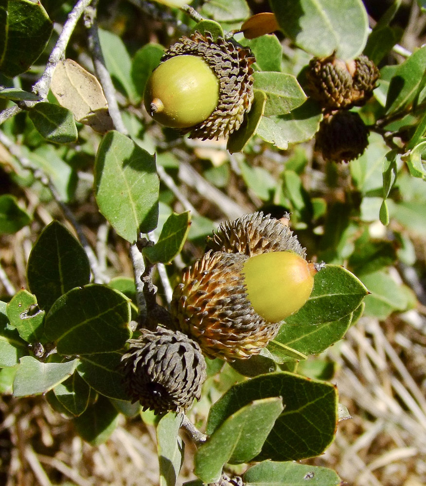 Image of Quercus calliprinos specimen.