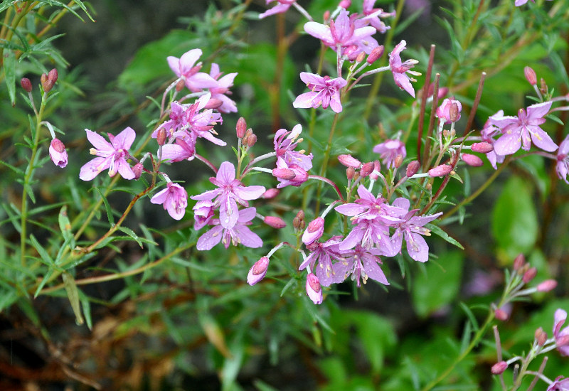 Изображение особи Chamaenerion colchicum.