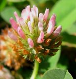 Trifolium bonannii