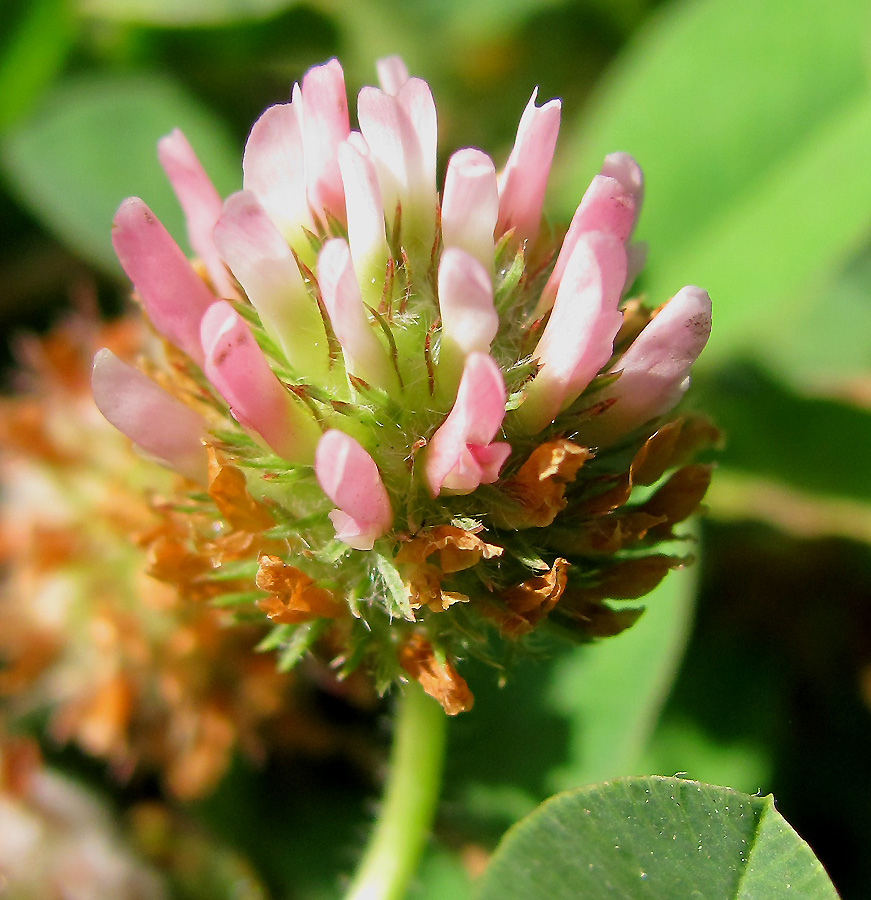 Image of Trifolium bonannii specimen.