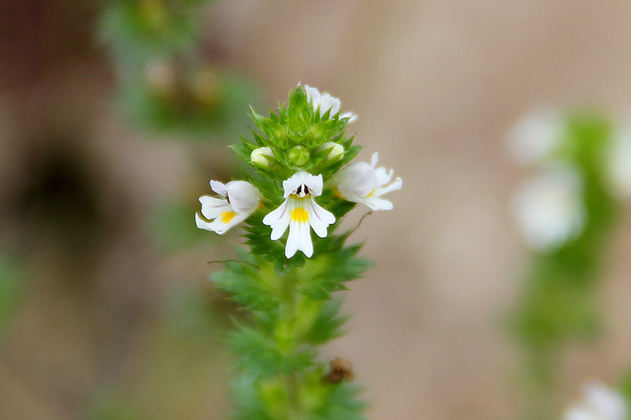 Изображение особи Euphrasia maximowiczii.