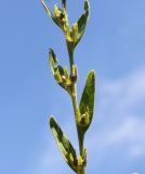 Lithospermum officinale