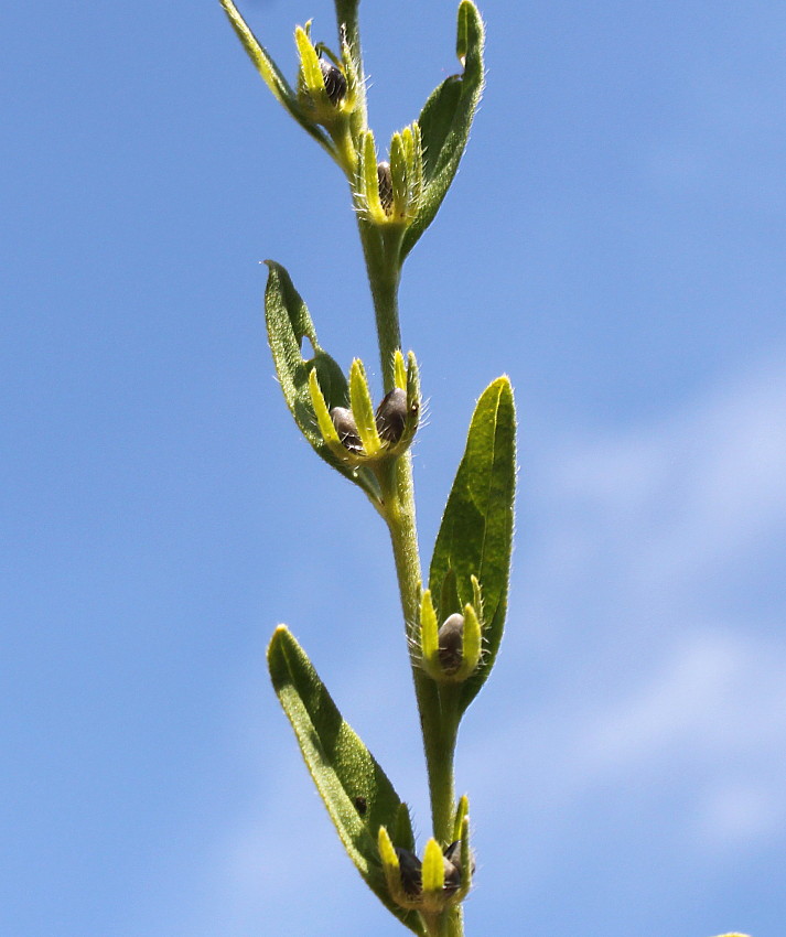 Image of Lithospermum officinale specimen.