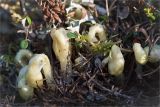 Hypopitys monotropa. Разворачивающиеся цветоносные побеги. Кольский п-ов, Терский берег Белого моря, сосновый лес рядом с дорогой, идущей вдоль побережья. 01.08.2014.