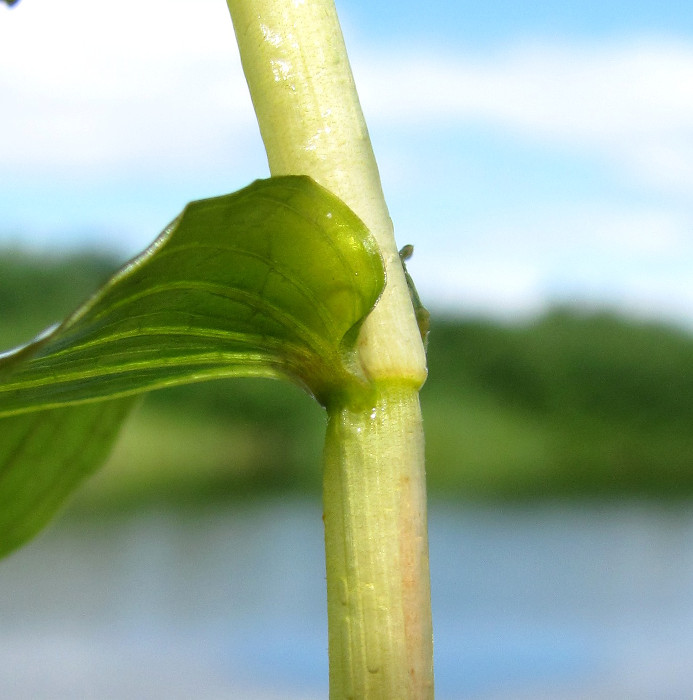 Изображение особи Potamogeton perfoliatus.