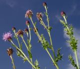 род Cirsium. Верхушки побегов с соцветиями. Германия, г. Дюссельдорф, Ботанический сад университета. 05.09.2014.