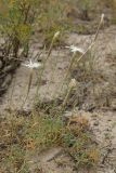 Dianthus squarrosus