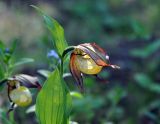 Cypripedium calceolus. Верхушка цветущего растения. Соловецкие острова, остров Большой Соловецкий, ботанический сад Соловецкого музея-заповедника. 07.07.2014.