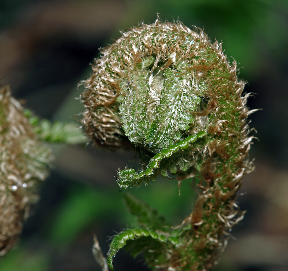 Image of Dryopteris filix-mas specimen.