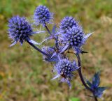 Eryngium planum