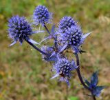 Eryngium planum. Соцветия. Республика Татарстан, Бавлинский р-н. 30.07.2009.