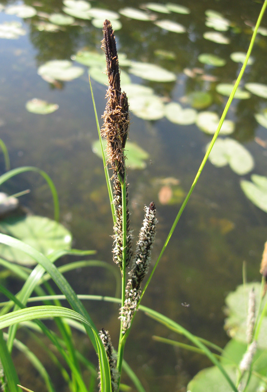 Изображение особи Carex acuta.