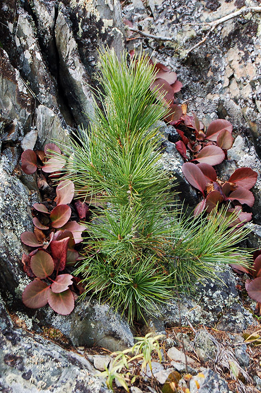Изображение особи Pinus sibirica.