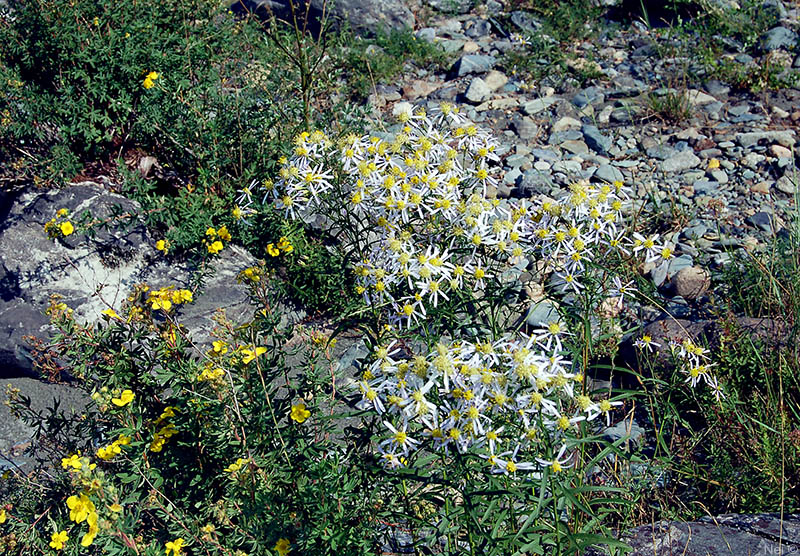 Image of Galatella punctata specimen.