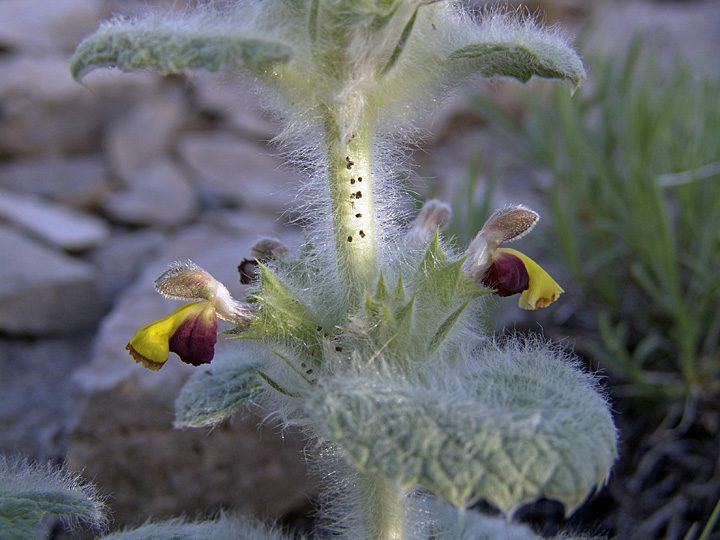 Image of Paraeremostachys karatavica specimen.
