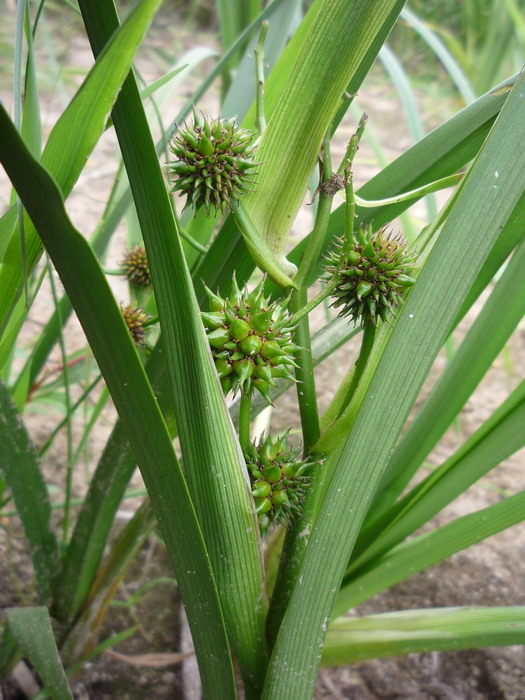 Image of Sparganium erectum specimen.