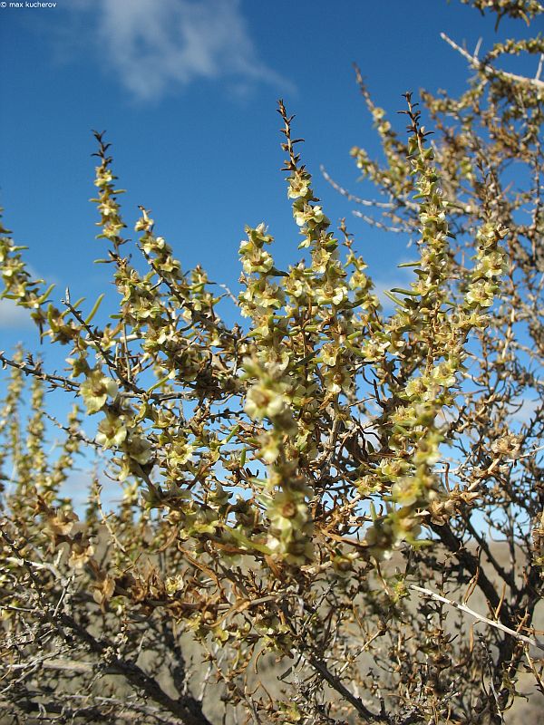 Image of Salsola arbuscula specimen.