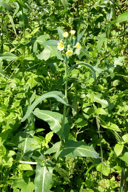 Изображение особи Lactuca serriola.