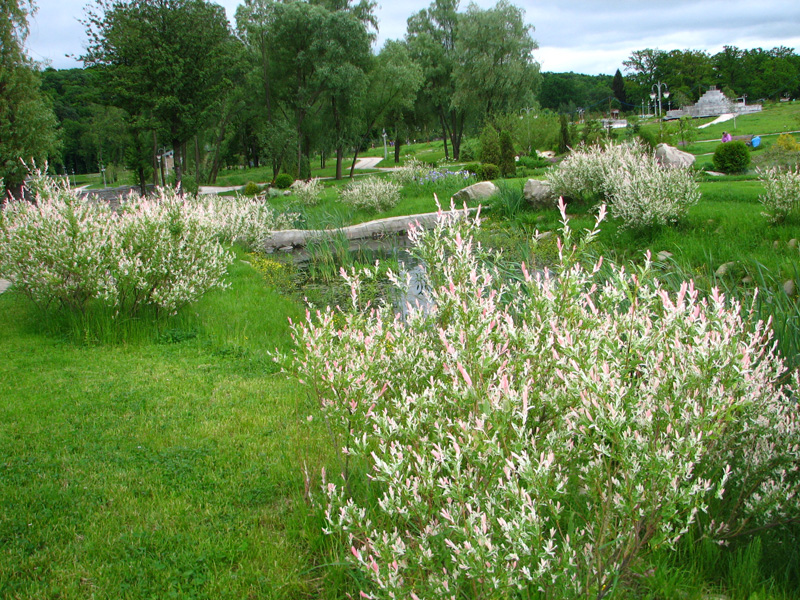 Image of Salix integra specimen.