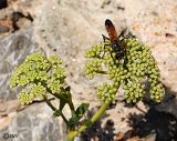 Crithmum maritimum